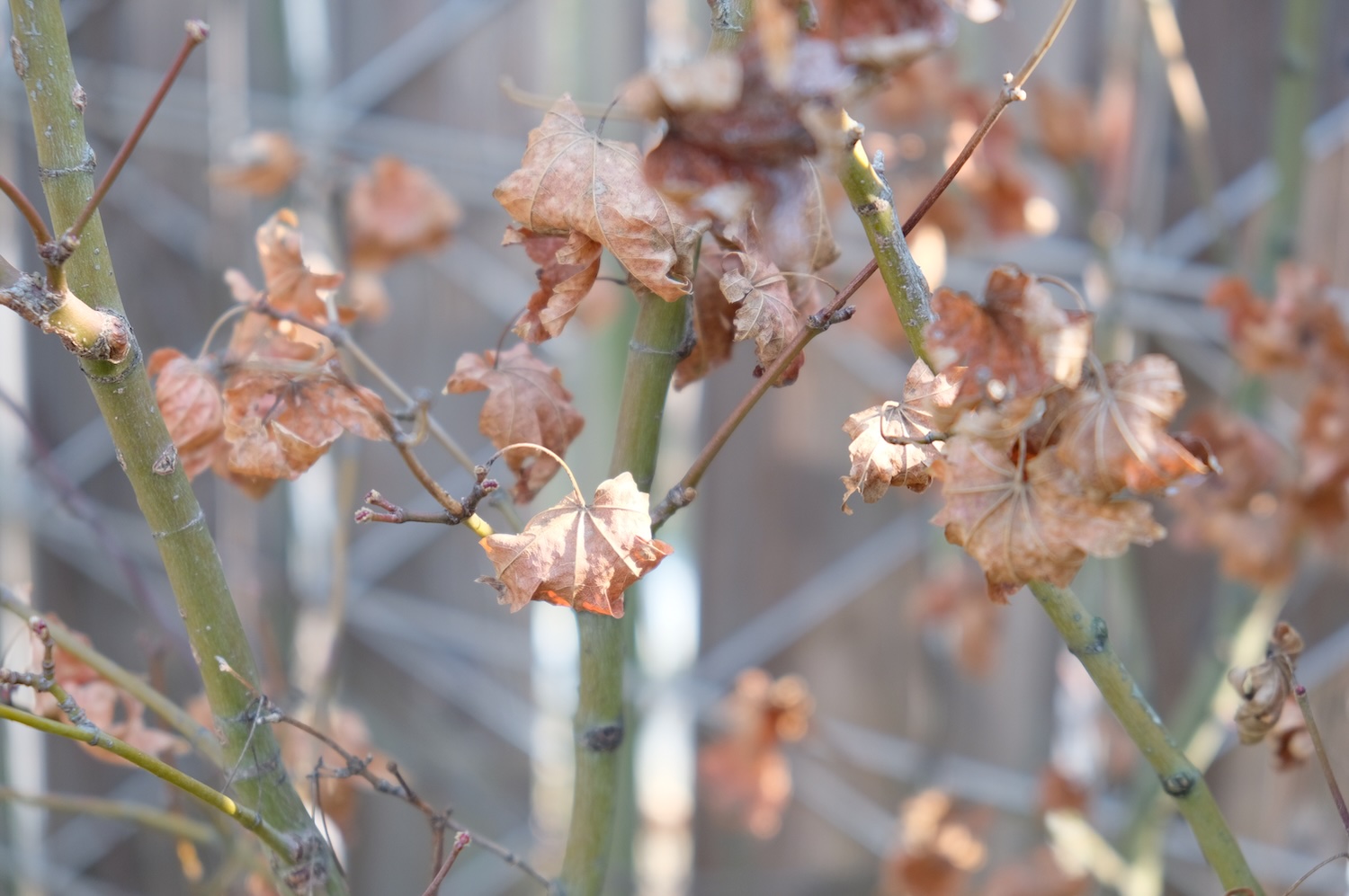 葉が丸まった様子