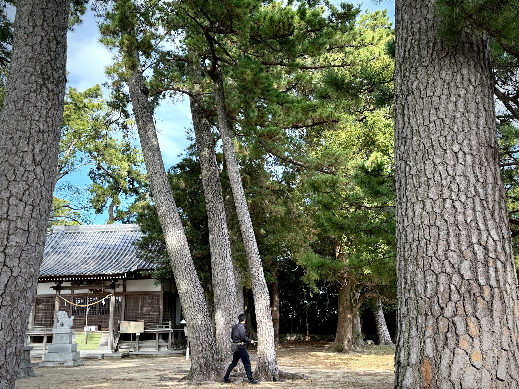 pine-tree-assessment-arbosonic